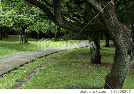 The walking paths and trees after the rain in Omiya Second Park, enveloped in vibrant green in summer. The walking paths and trees after the rain in Omiya Second Park, enveloped in vibrant green in summer. 141968207