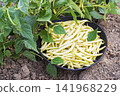 Yellow string beans 141968229