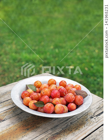 Cherry plums harvest Cherry plums harvest 141968231
