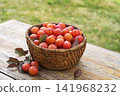 Plums greengage harvest 141968232