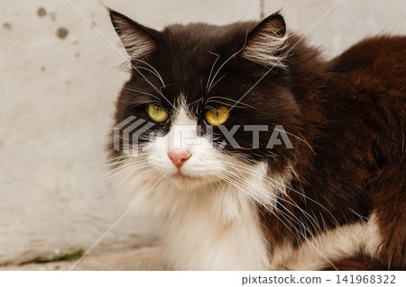 Beautiful cat with green eyes Beautiful cat with green eyes 141968322