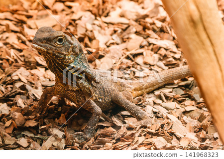 lizard lizard 141968323