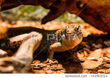lizard lizard 141968324