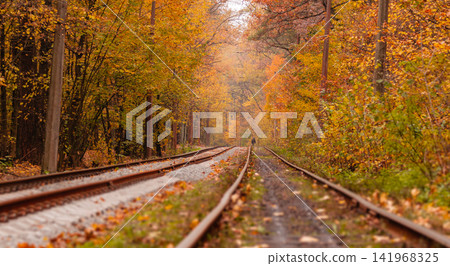 autumn forest among which goes a strange tram autumn forest among which goes a strange tram 141968325