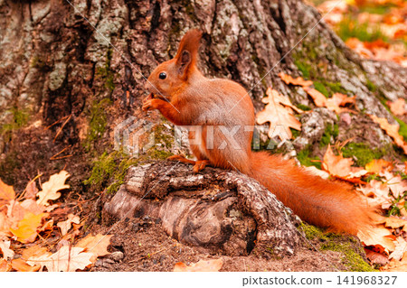 A beautiful redhead squirrel gnawing a nut near A beautiful redhead squirrel gnawing a nut near 141968327