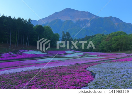 (Saitama Prefecture) Yotsuyama Park, Shibazakura Hill (Saitama Prefecture) Yotsuyama Park, Shibazakura Hill 141968339