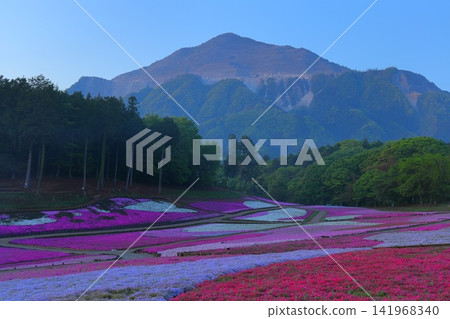 (埼玉縣)Yotsuyama Park,Shibazakura Hill (埼玉縣)Yotsuyama Park,Shibazakura Hill 141968340