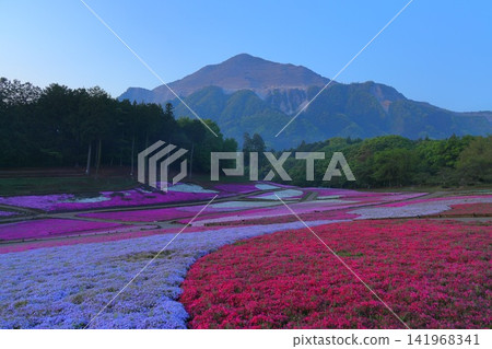 （埼玉縣）Yotsuyama Park，Shibazakura Hill 141968341