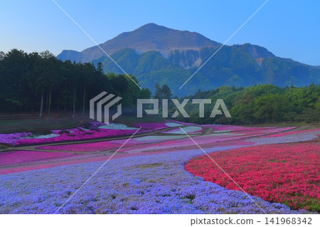 (埼玉縣)Yotsuyama Park,Shibazakura Hill (埼玉縣)Yotsuyama Park,Shibazakura Hill 141968342