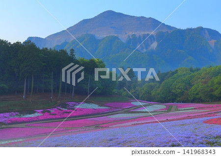 (埼玉縣)Yotsuyama Park,Shibazakura Hill (埼玉縣)Yotsuyama Park,Shibazakura Hill 141968343