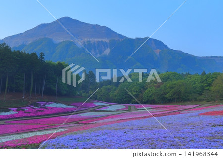 (埼玉縣)Yotsuyama Park,Shibazakura Hill (埼玉縣)Yotsuyama Park,Shibazakura Hill 141968344