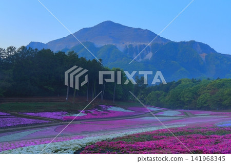 (埼玉縣)Yotsuyama Park,Shibazakura Hill (埼玉縣)Yotsuyama Park,Shibazakura Hill 141968345