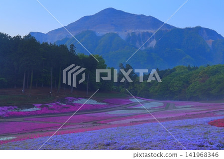 (埼玉縣)Yotsuyama Park,Shibazakura Hill (埼玉縣)Yotsuyama Park,Shibazakura Hill 141968346