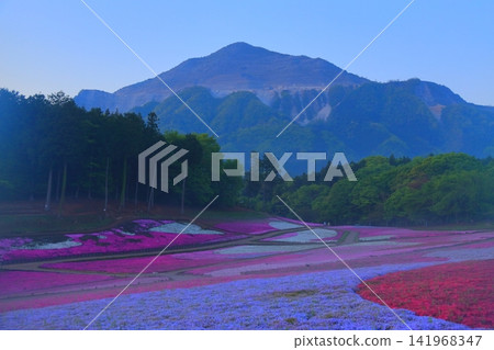 (Saitama Prefecture) Yotsuyama Park, Shibazakura Hill (Saitama Prefecture) Yotsuyama Park, Shibazakura Hill 141968347