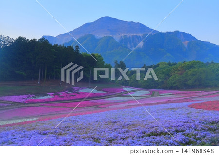 (Saitama Prefecture) Yotsuyama Park, Shibazakura Hill (Saitama Prefecture) Yotsuyama Park, Shibazakura Hill 141968348