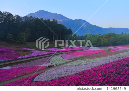(Saitama Prefecture) Yotsuyama Park, Shibazakura Hill (Saitama Prefecture) Yotsuyama Park, Shibazakura Hill 141968349