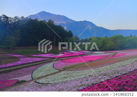 （埼玉縣）Yotsuyama Park，Shibazakura Hill 141968352