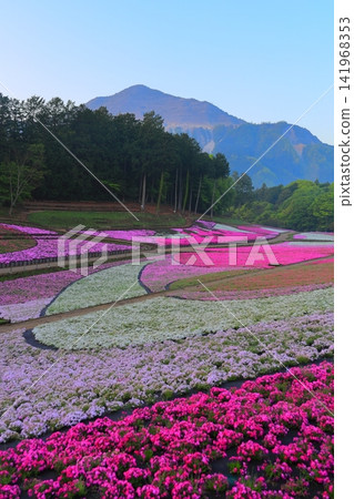 (Saitama Prefecture) Yotsuyama Park, Shibazakura Hill (Saitama Prefecture) Yotsuyama Park, Shibazakura Hill 141968353