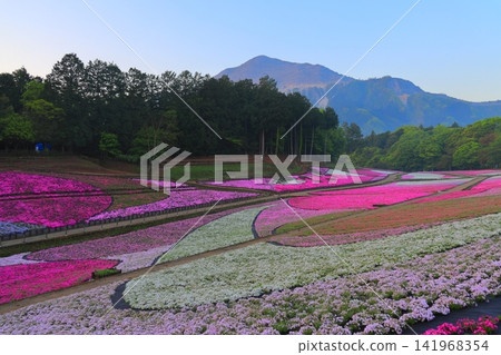 (Saitama Prefecture) Yotsuyama Park, Shibazakura Hill (Saitama Prefecture) Yotsuyama Park, Shibazakura Hill 141968354