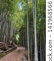 A nature trail that goes through a bamboo forest. 141968566