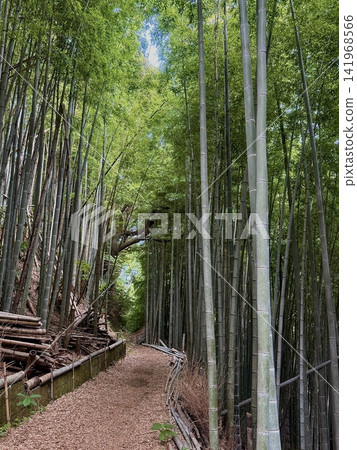 一條穿過竹林的自然步道。 一條穿過竹林的自然步道。 141968566