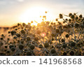 Abstract warm landscape thistle dry wildflower and grass meadow on warm golden hour sunset or sunrise time. Tranquil autumn fall  summer nature field background. Soft golden hour sunlight countryside 141968568