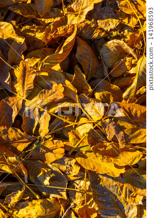 Close-up of golden autumn leaves covering the ground Close-up of golden autumn leaves covering the ground 141968593