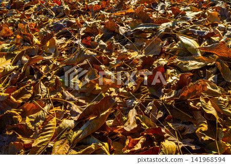 Close-Up of Dried Autumn Leaves on Ground in Sunlight Close-Up of Dried Autumn Leaves on Ground in Sunlight 141968594