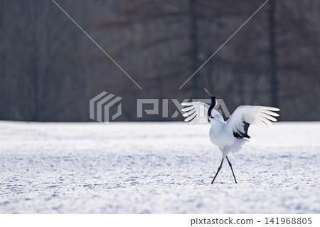 Cranes dancing courtship dance Cranes dancing courtship dance 141968805