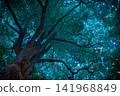 Blue illuminations light up the trees at night 141968849