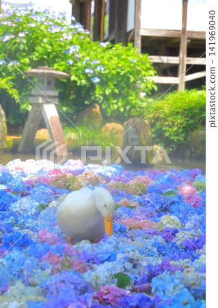 [茨城縣櫻川市] 雨引觀音池中漂浮的繡球花和鴨子 141969040