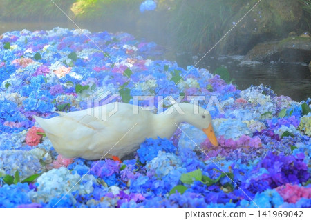 [Sakuragawa City, Ibaraki Prefecture] Hydrangeas and ducks floating in the pond of Amabiki Kannon 141969042