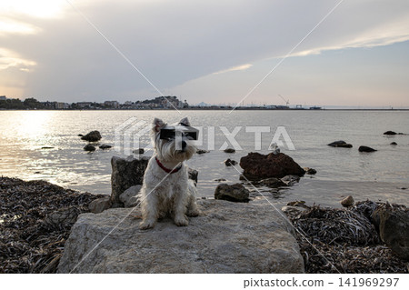 Cute West Highland White Terrier watches the sea wearing glasses before a solar eclipse Cute West Highland White Terrier watches the sea wearing glasses before a solar eclipse 141969297
