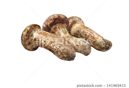Realistic illustration of a matsutake mushroom Realistic illustration of a matsutake mushroom 141969415