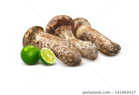 Realistic illustration of a matsutake mushroom Realistic illustration of a matsutake mushroom 141969417