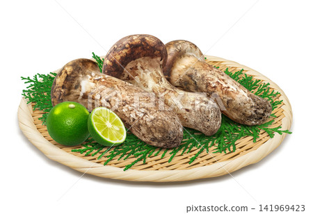 Realistic illustration of a matsutake mushroom Realistic illustration of a matsutake mushroom 141969423