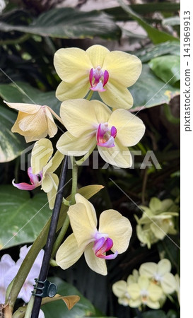 Yellow phalaenopsis hybrid orchid flowers blooming in tropical garden. Exotic tropical flower for interior decor spa wellness Yellow phalaenopsis hybrid orchid flowers blooming in tropical garden. Exotic tropical flower for interior decor spa wellness 141969913