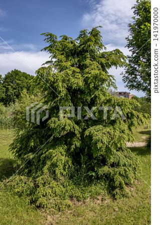 Mature Canadian Hemlock Tsuga canadensis with Drooping Branches Mature Canadian Hemlock Tsuga canadensis with Drooping Branches 141970000