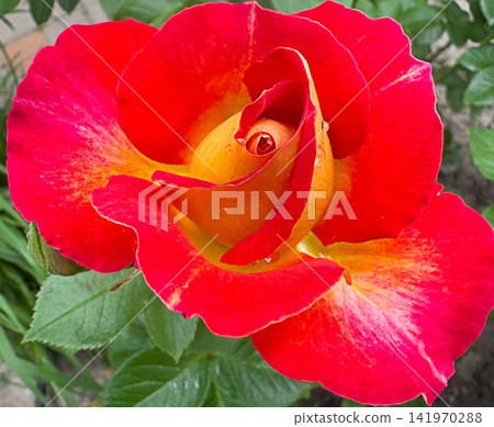 Bicolor garden rose Rosa hybrida with red and golden yellow petals in macro bloom close up Bicolor garden rose Rosa hybrida with red and golden yellow petals in macro bloom close up 141970288