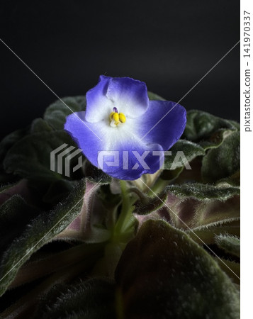 Single purple African violet flower with velvet green leaves, close-up botanical macro shot on dark background with soft lighting Single purple African violet flower with velvet green leaves, close-up botanical macro shot on dark background with soft lighting 141970337