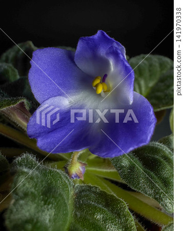 Single purple African violet flower with velvet green leaves, close-up botanical macro shot on dark background with soft lighting Single purple African violet flower with velvet green leaves, close-up botanical macro shot on dark background with soft lighting 141970338
