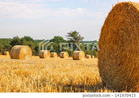 Hay stacks stacked in a large pile, hay harvesting for winter Hay stacks stacked in a large pile, hay harvesting for winter 141970413