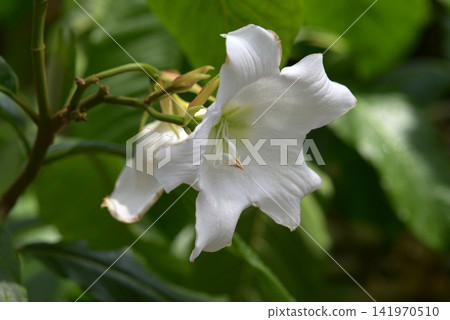 Beaumontir Murti Flora Beaumontir Murti Flora 141970510