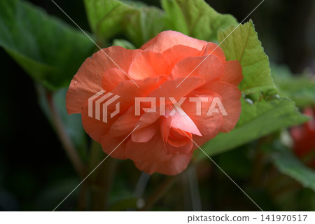 Bulgaria Begonia Bulgaria Begonia 141970517