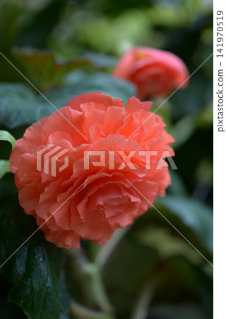 Bulgaria Begonia Bulgaria Begonia 141970519