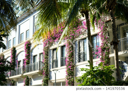 White Building Facade Covered With Pink Bougainvillea Flowers 141970536