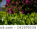 Blooming Pink Flower Shrub Under Blue Sky 141970538