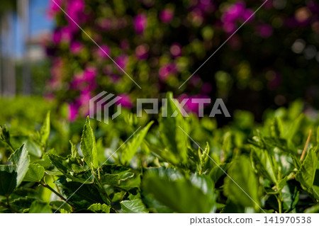 Blooming Pink Flower Shrub Under Blue Sky Blooming Pink Flower Shrub Under Blue Sky 141970538