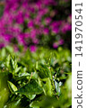 Bougainvillea Flowers With Green Leaves Close Up 141970541