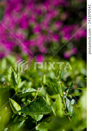 Bougainvillea Flowers With Green Leaves Close Up Bougainvillea Flowers With Green Leaves Close Up 141970541